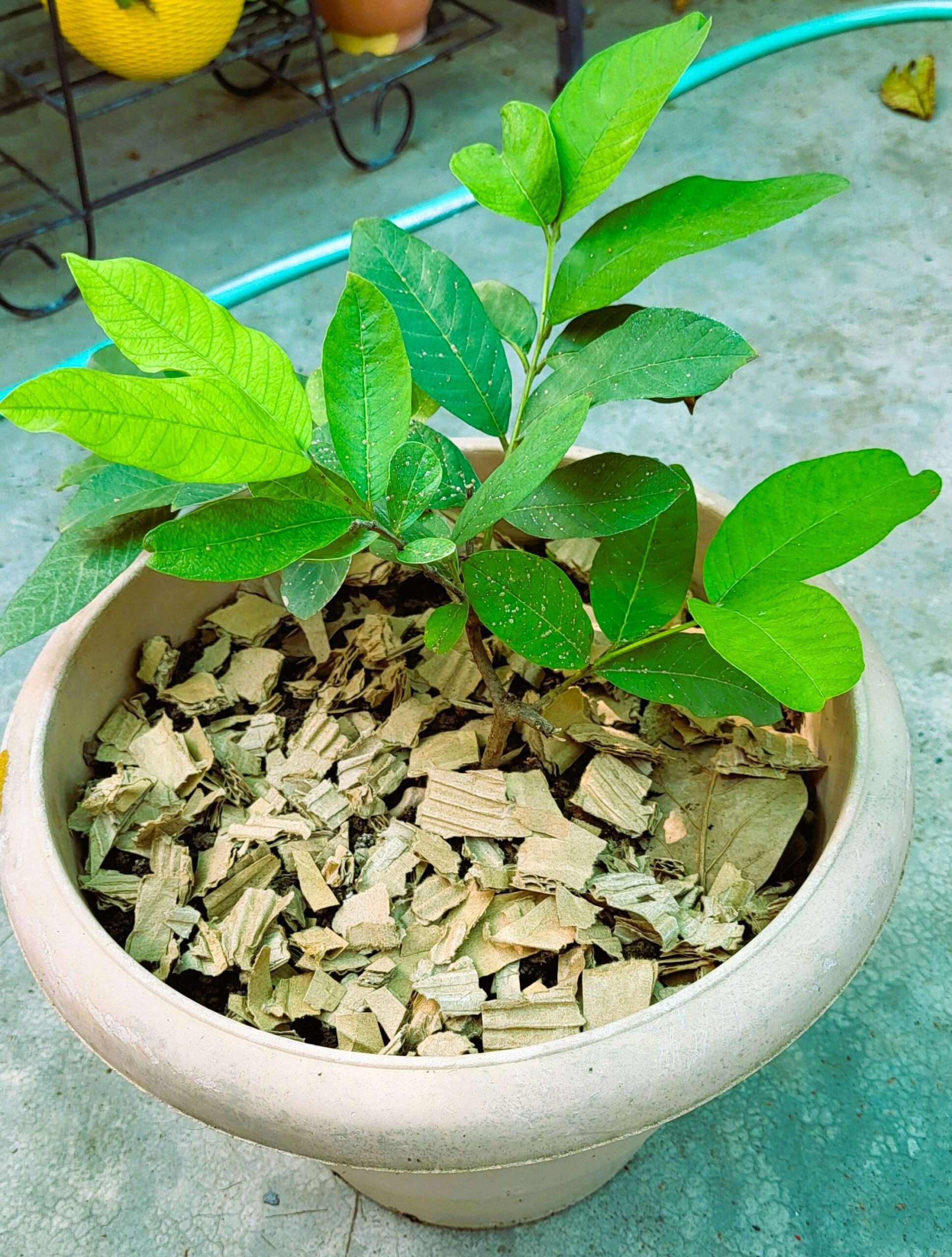 Reusing Cardboard In The Garden, Gardening With Cardboard - G4gardening